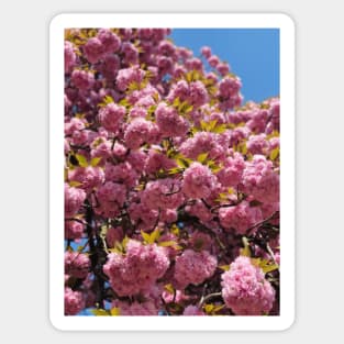 Flower tree | pink cherry blossom tree | Sakura tree Sticker